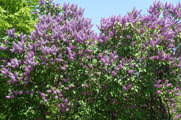 Abundant purple flowers of Syringa vulgaris against blue sky in mid May