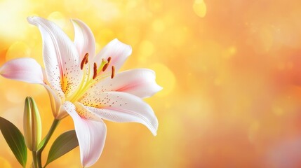 Fototapeta premium Close up of blooming Lily flower with blurred background, copy space.