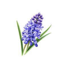 Obraz premium Purple Hyacinth Flower with Green Leaves