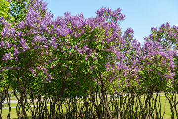 Bushes of purple Syringa vulgarisin full bloom against blue sky in mid May © Anna