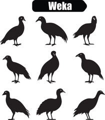 Obraz premium Weka Bird Silhouette Vector Illustration: New Zealand Native Bird Graphics, Wildlife Art, Black and White Animal Clipart, Vector Design Elements