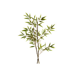 Fototapeta premium Lush Green Bamboo Plant Isolated on White Background