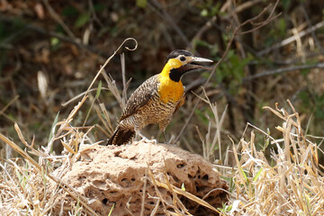 Pica-pau amarelo o cerrado de Caldas Novas - Rio Quente - Goi&aacute;s - Brasil  