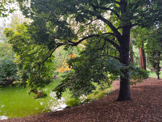 Beautiful tree in Stadtpark - Vienna, Austria