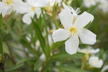 Nerium oleander in bloom, White siplicity bunch of flowers and green leaves on branches, Nerium Oleander shrub white flowers, ornamental shrub branches in daylight, bunch of flowers closeup