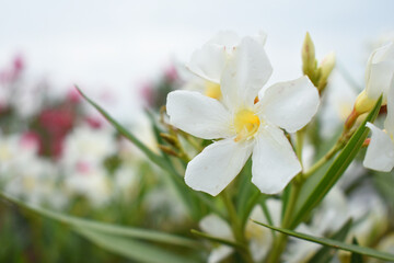 Nerium oleander in bloom, White siplicity bunch of flowers and green leaves on branches, Nerium Oleander shrub white flowers, ornamental shrub branches in daylight, bunch of flowers closeup