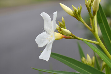 Nerium oleander in bloom, White siplicity bunch of flowers and green leaves on branches, Nerium...