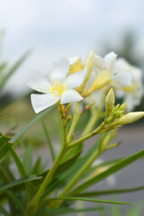 Nerium oleander in bloom, White siplicity bunch of flowers and green leaves on branches, Nerium...