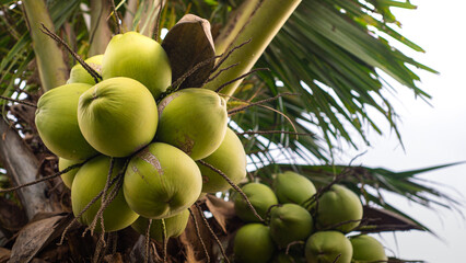 Tropical fruit. Palm tree with green leaves and fruit. Coconut tree in Indonesia.Bunch of coconut on coconut tree. Coconut plantation. Agriculture farm. Organic drink for summer. Exotic plant