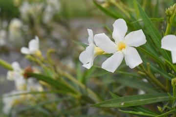 Nerium oleander in bloom, White siplicity bunch of flowers and green leaves on branches, Nerium Oleander shrub white flowers, ornamental shrub branches in daylight, bunch of flowers closeup