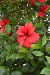 flower of Shoeblackplant plant, red Shoeblackplant flower, shoeblackplant flowers bloom among its dense leaves, Beautiful red flower closeup, Chakwal, Punjab, Pakistan