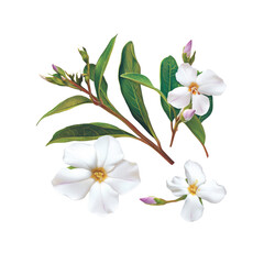 Obraz premium White Flowers with Green Leaves