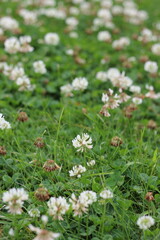flowers in the meadow