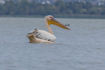 Pink pelican swimming in a lake called Uluabat next to Istanbul, Turkey at a sunny evening in summer.