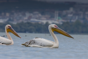 Pink pelican swimming in a lake called Uluabat next to Istanbul, Turkey at a sunny evening in summer.