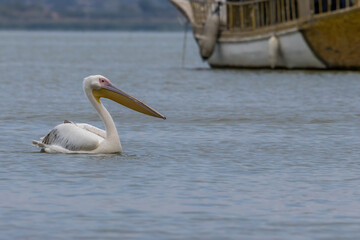 Pink pelican swimming in a lake called Uluabat next to Istanbul, Turkey at a sunny evening in summer.