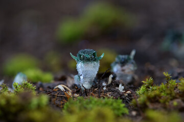 Thismia Thaithongiana (Dioscoreaceae: Thismieae), a new species of mycoheterotroph ,found in dry dipterocarp forest on a degraded calcareous substrate