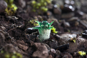 Thismia Thaithongiana (Dioscoreaceae: Thismieae), a new species of mycoheterotroph ,found in dry dipterocarp forest on a degraded calcareous substrate