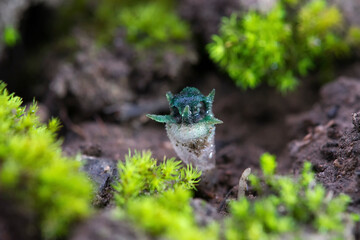 Thismia Thaithongiana (Dioscoreaceae: Thismieae), a new species of mycoheterotroph ,found in dry dipterocarp forest on a degraded calcareous substrate