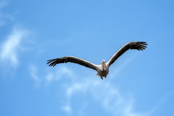 Pink pelican flying above a lake called Uluabat next to Istanbul, Turkey at a sunny evening in summer.