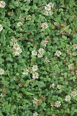 White clovers growing on the ground.