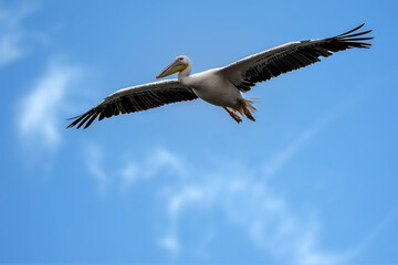 Fototapeta premium Pink pelican flying above a lake called Uluabat next to Istanbul, Turkey at a sunny evening in summer.