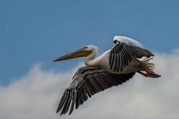 Pink pelican flying above a lake called Uluabat next to Istanbul, Turkey at a sunny evening in summer.