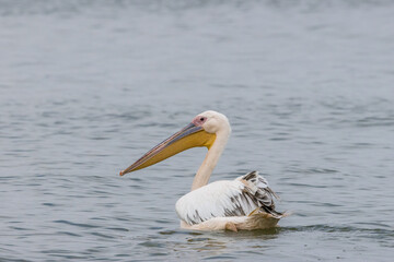 Pink pelican swimming in a lake called Uluabat next to Istanbul, Turkey at a sunny evening in summer.