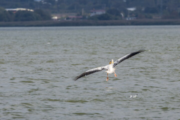 Pink pelican swimming in a lake called Uluabat next to Istanbul, Turkey at a sunny evening in summer.