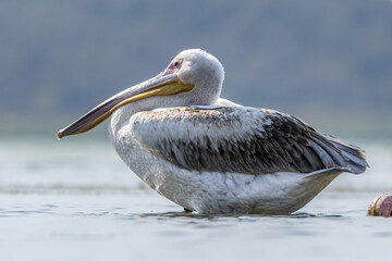 Pink pelican sitting at a lake called Uluabat next to Istanbul, Turkey at a sunny evening in summer.