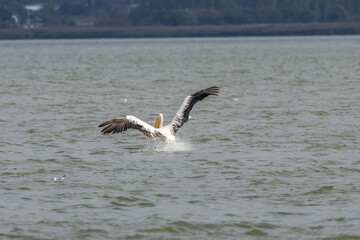 Pink pelican swimming in a lake called Uluabat next to Istanbul, Turkey at a sunny evening in summer.