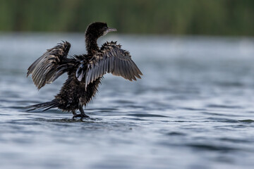 Little dwarf cormorant in a lake called Uluabat next to Istanbul, Turkey at a sunny evening in summer.