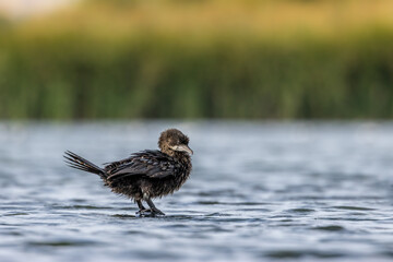 Little dwarf cormorant in a lake called Uluabat next to Istanbul, Turkey at a sunny evening in summer.