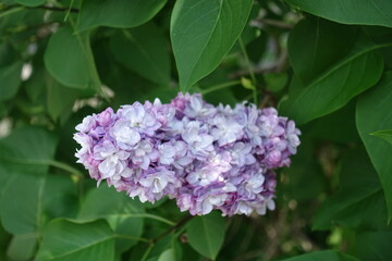 1 panicle of mauve double flowered Syringa vulgaris in mid May