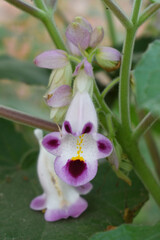 Martynia annua L. (MARTYNIACEAE) Common name: Cat's claw, Tiger's claw, Iceplant, Devil's claw, white purple flowers, wild flower, Devils Claws flower, Tiger Claws flower, Chakwal, Punjab, Pakistan