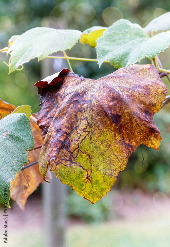 Wall mural Leaf on a grapevine changes color as harvest comes to an end