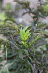 close up of leaves of a tree