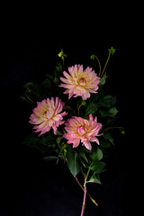 Vibrant colorful Dahlia Bouquet Against Black Background. moody flora