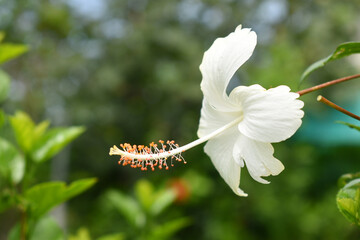 Beautiful flower of Shoeblack on plant, flower, white Shoeblackplant flower, shoeblackplant flowers bloom among its dense leaves, Beautiful big white flower closeup, Chakwal, Punjab, Pakistan
