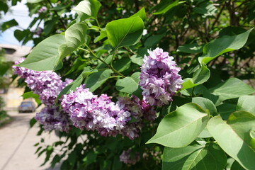 Fototapeta premium Blooming branch of light violet double Syringa vulgaris in mid May