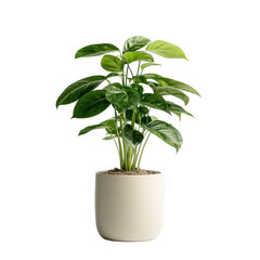 Modern indoor ficus plant isolate on transparency background PNG isolated