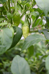 fresh green chili on plant closeup, chili plants in organic farming, Chilies closeup in field, Green chili plant in a farmer's field, Ripe green chili on a plant in Chakwal, Punjab, Pakistan