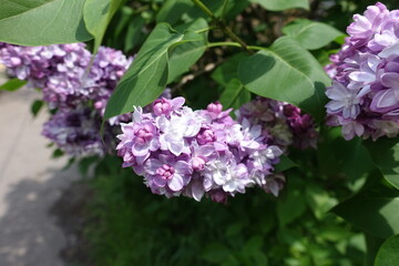 Flowers of light violet double Syringa vulgaris in mid May