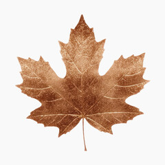 Autumn maple leaf illustration