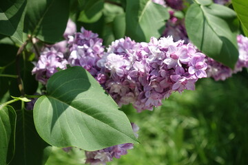 Leaves and pastel violet flowers of double Syringa vulgaris in mid May © Anna