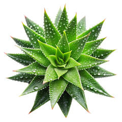 Fototapeta premium Aloe leaves with drops top view Isolated on transparent background.