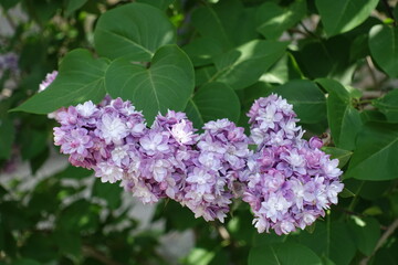 Light violet flowers of double Syringa vulgaris in mid May