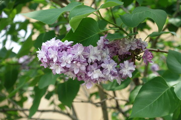 Pastel violet flowers of double Syringa vulgaris in mid May