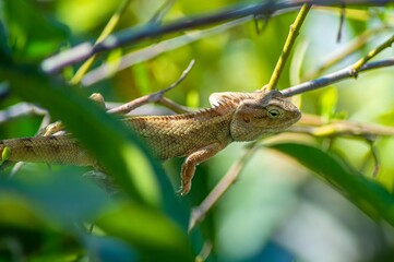 Close up of a brown lizard perched on a green branch with foliage in the background, highlighting the texture and details of its skin in a natural habitat
