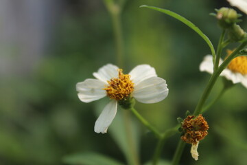 Fototapeta premium two stalks of beautiful wild flowers